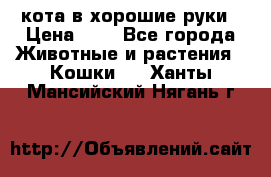кота в хорошие руки › Цена ­ 0 - Все города Животные и растения » Кошки   . Ханты-Мансийский,Нягань г.